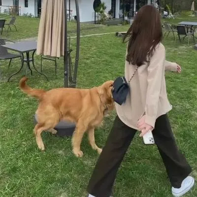 当家的女人 电视剧